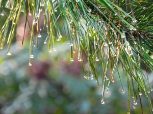 rain_pine