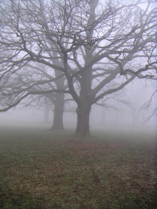 Trees_fog